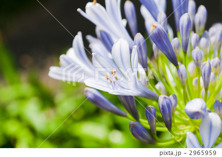 アガパンサス アガパンサス 2965959