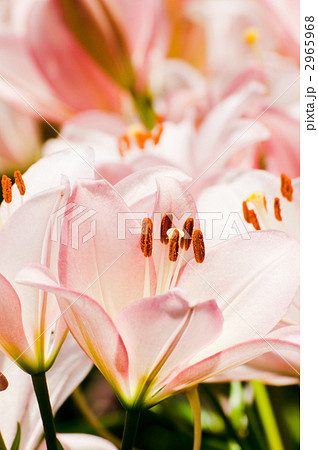 スカシユリ・サムール スカシユリ・サムール 2965968