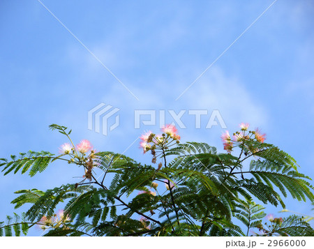 ねむの木 2966000