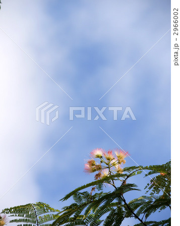 ねむの木 ねむの木 2966002