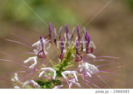 クレオメ 2966085