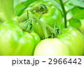 2966442