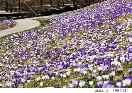 クロッカス 2966484