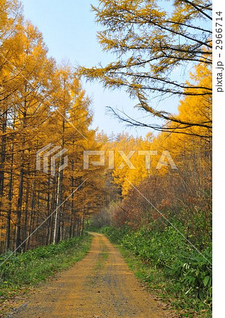 晩秋のカラマツ林と山道 晩秋のカラマツ林と山道 2966714