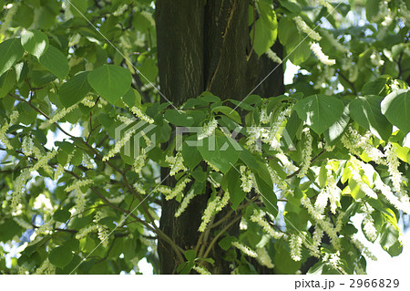 はくうんぼく 2966829