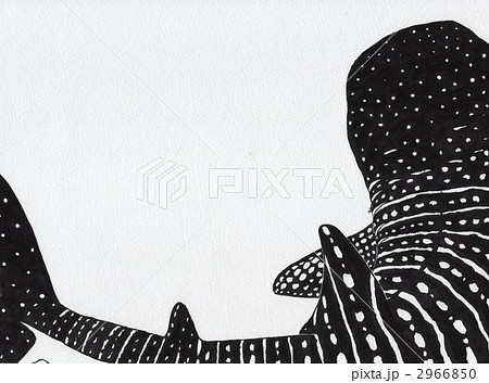 ジンベイザメ 手描き サメのイラスト素材