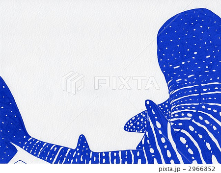 ジンベイザメ 手描き サメのイラスト素材