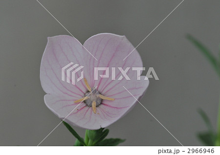 アポイキキョウ　桃色 2966946