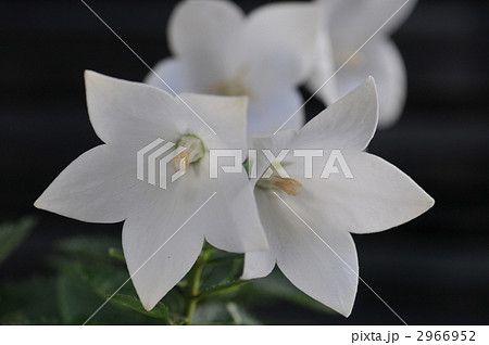 アポイキキョウ　白色 2966952