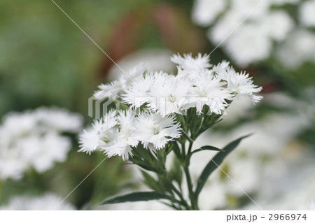 ナデシコ ナデシコ 2966974