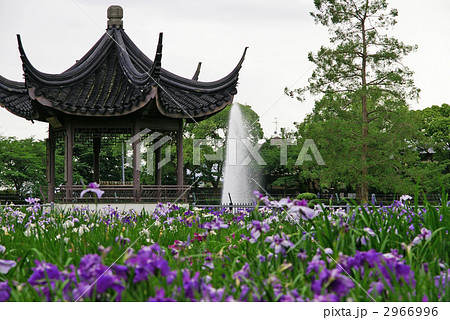 水月公園の花菖蒲（大阪府池田市） 2966996