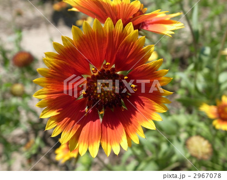 天人菊 天人菊 2967078