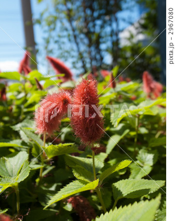 キャットテール 2967080