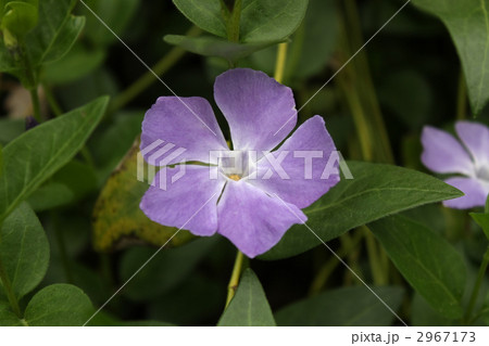ツルニチニチソウ 2967173
