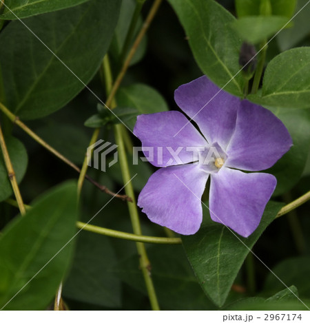 ツルニチニチソウ 2967174