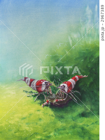 レッドビーシュリンプの親子 2967389