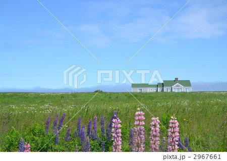 ルーピンのある風景 ルーピンのある風景 2967661