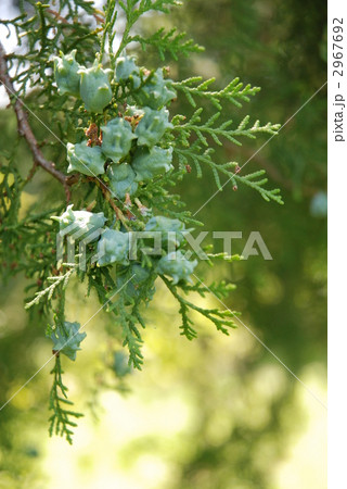 コノテガシワ 2967692