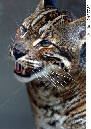 黄金色の猫 プラクルアン ゴールデンキャット 黄金色の猫 プラクルアン ゴールデンキャット 黄金色の猫