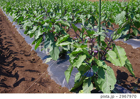 茄子畑 茄子 茄子の栽培の写真素材