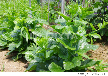 ツルムラサキ　ツルムラサキ畑 2967971