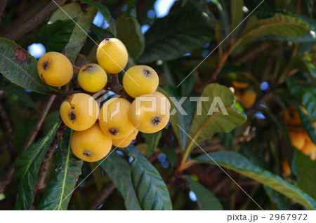 ビワの実　ビワの木 2967972