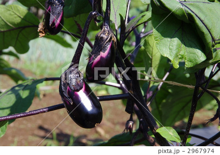 茄子の成長　茄子の実 2967974