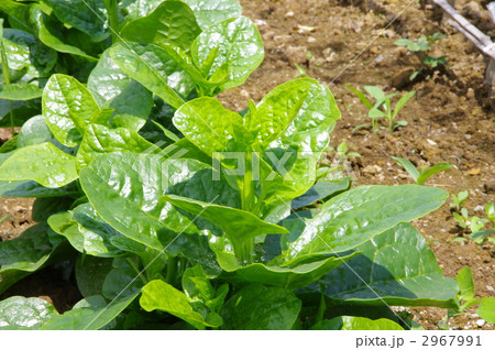 ツルムラサキの成長　ツルムラサキ 2967991