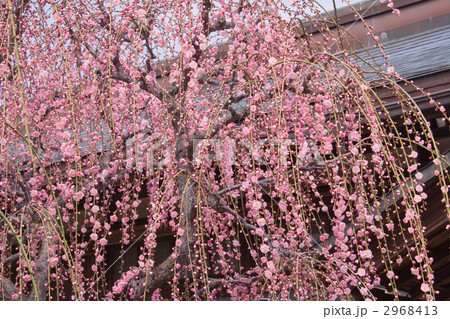 シダレウメ 2968413