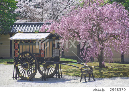 大覚寺枝垂桜 2968570