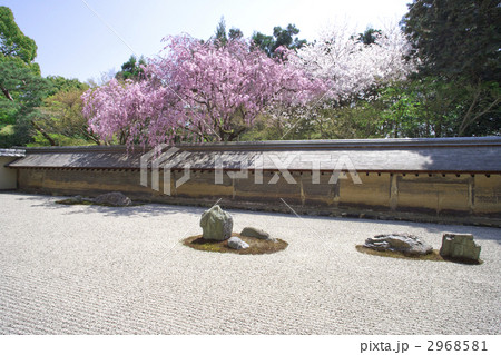 春の龍安寺 春の龍安寺 2968581