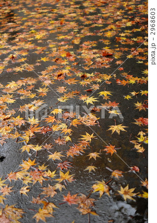 落ち葉 2968603