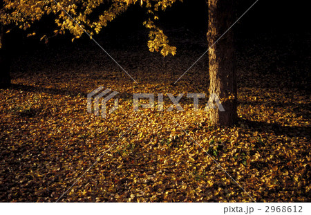 夕日 夕日 2968612