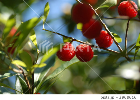 山桃 山桃 2968616