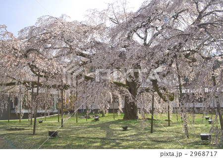 醍醐寺 桜 醍醐寺 桜 2968717