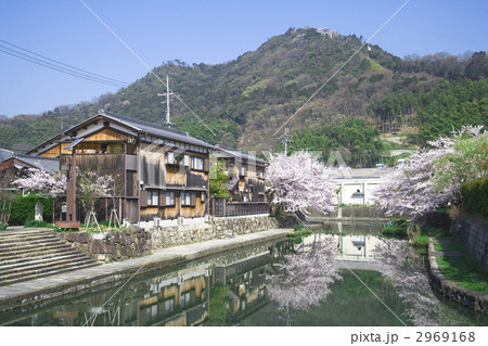 八幡堀　桜満開 2969168