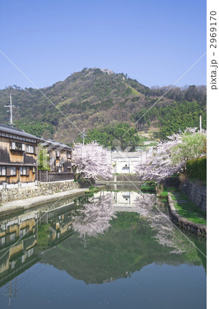 八幡堀　桜満開 2969170