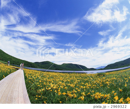 ニッコウキスゲ咲く湿原－１ 2969322