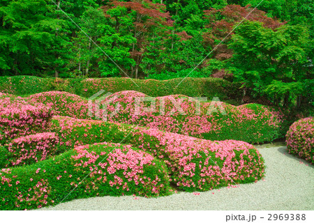 大池寺庭園 大池寺庭園 2969388