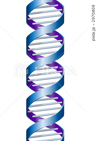 遺伝子 二重らせん 遺伝子配列のイラスト素材