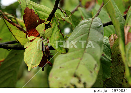 コノハムシ　木の葉虫 2970884
