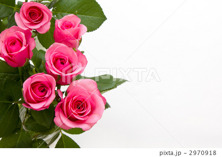 ピンクのバラ フレームの写真素材