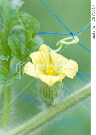 花から実へ スイカ の写真素材