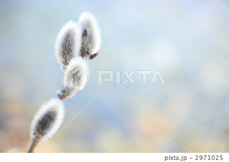 ネコヤナギ ネコヤナギ 2971025