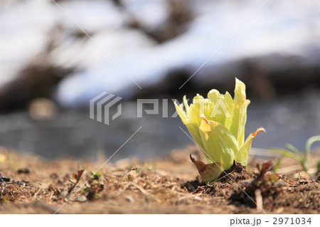 ふきのとう 2971034