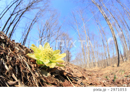 ふきのとう 2971053