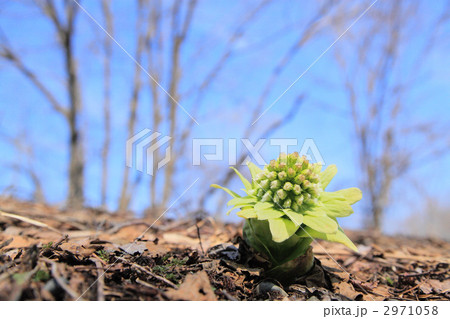 ふきのとう 2971058