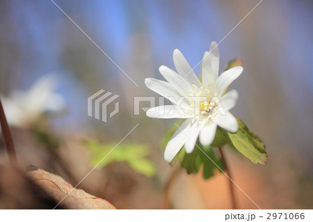 アズマイチゲ 2971066