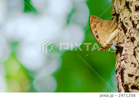 木に止まるオオムラサキ(♀) 2971208