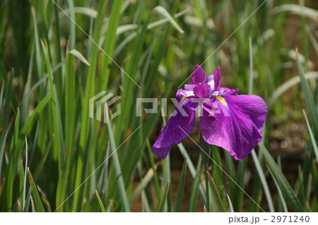 一輪の花菖蒲 2971240